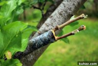 Fruit Tree Grafting: Step-by-Step Guide to Successful Grafts