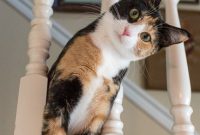 Why Your Cat Sits on the Stairs