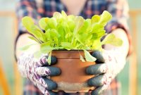 Start Growing Plants at Home: A Practical Guide