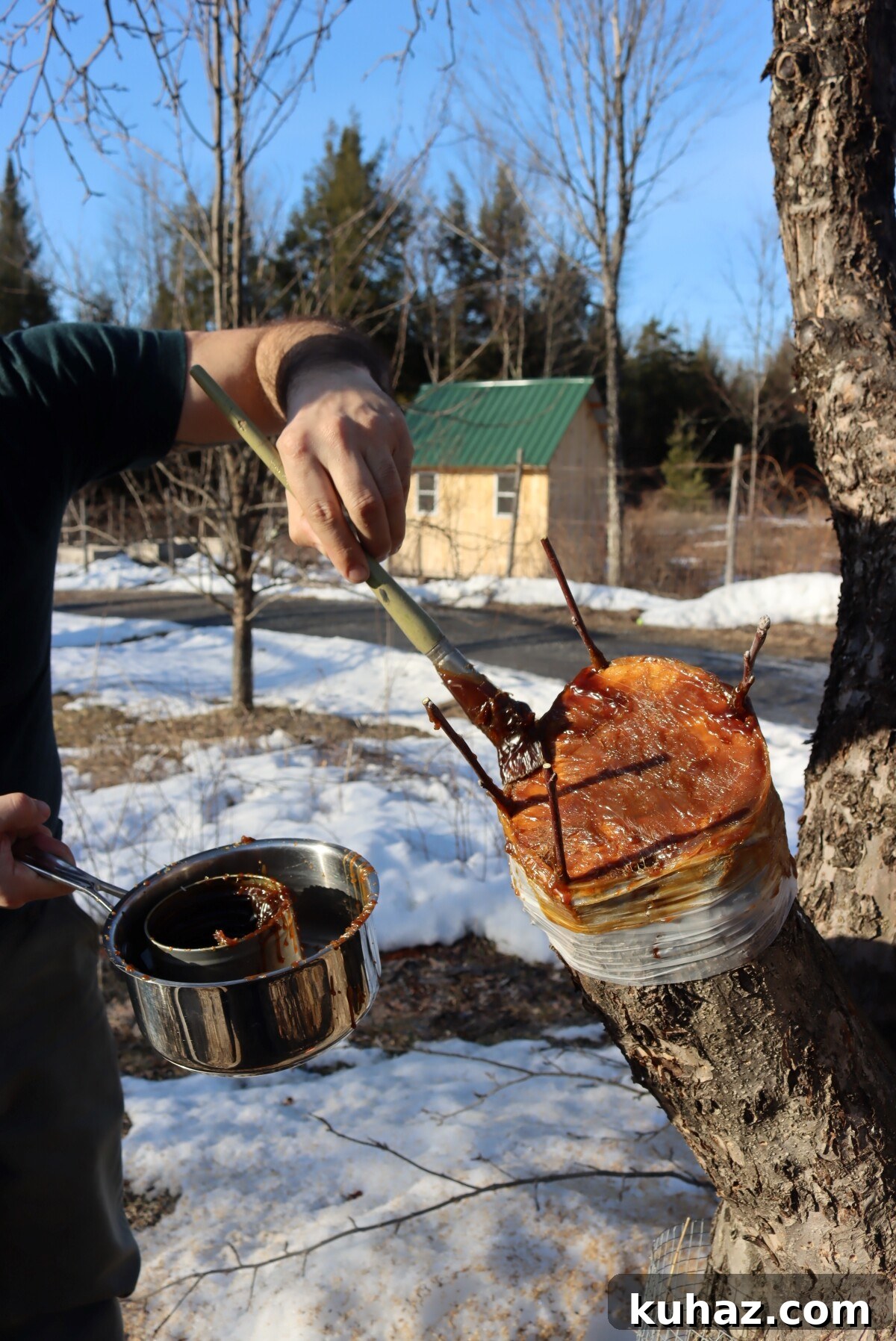 Fruit Tree Grafting: Step-by-Step Guide to Successful Grafts 11 Sealing a bark grafted apple tree with grafting wax