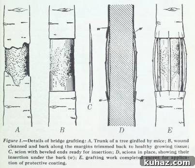 Fruit Tree Grafting: Step-by-Step Guide to Successful Grafts 12 Bridge Grafting