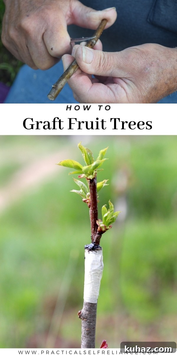 Fruit Tree Grafting: Step-by-Step Guide to Successful Grafts 13 How to Graft Fruit Trees - Beginners' Guide