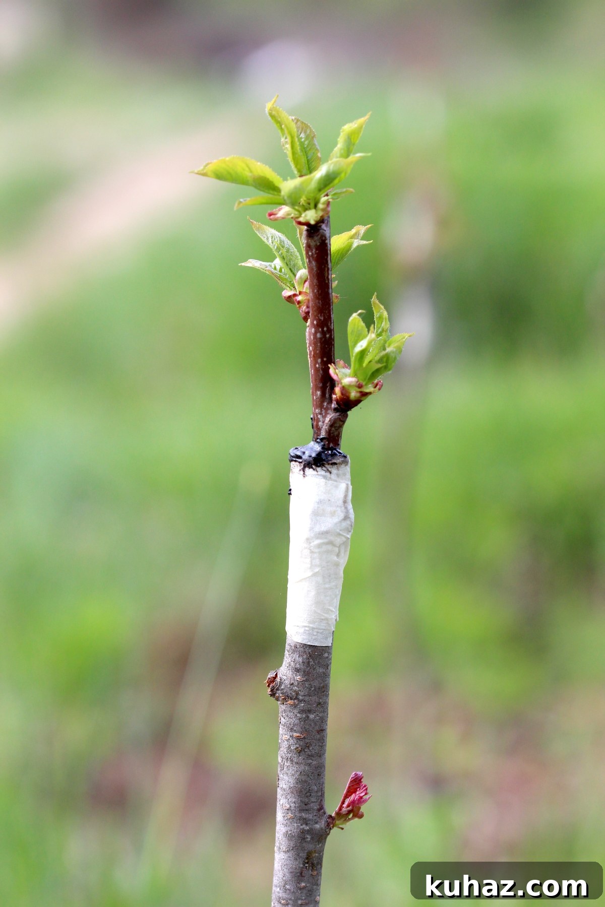 Fruit Tree Grafting: Step-by-Step Guide to Successful Grafts 3 Grafted Tree