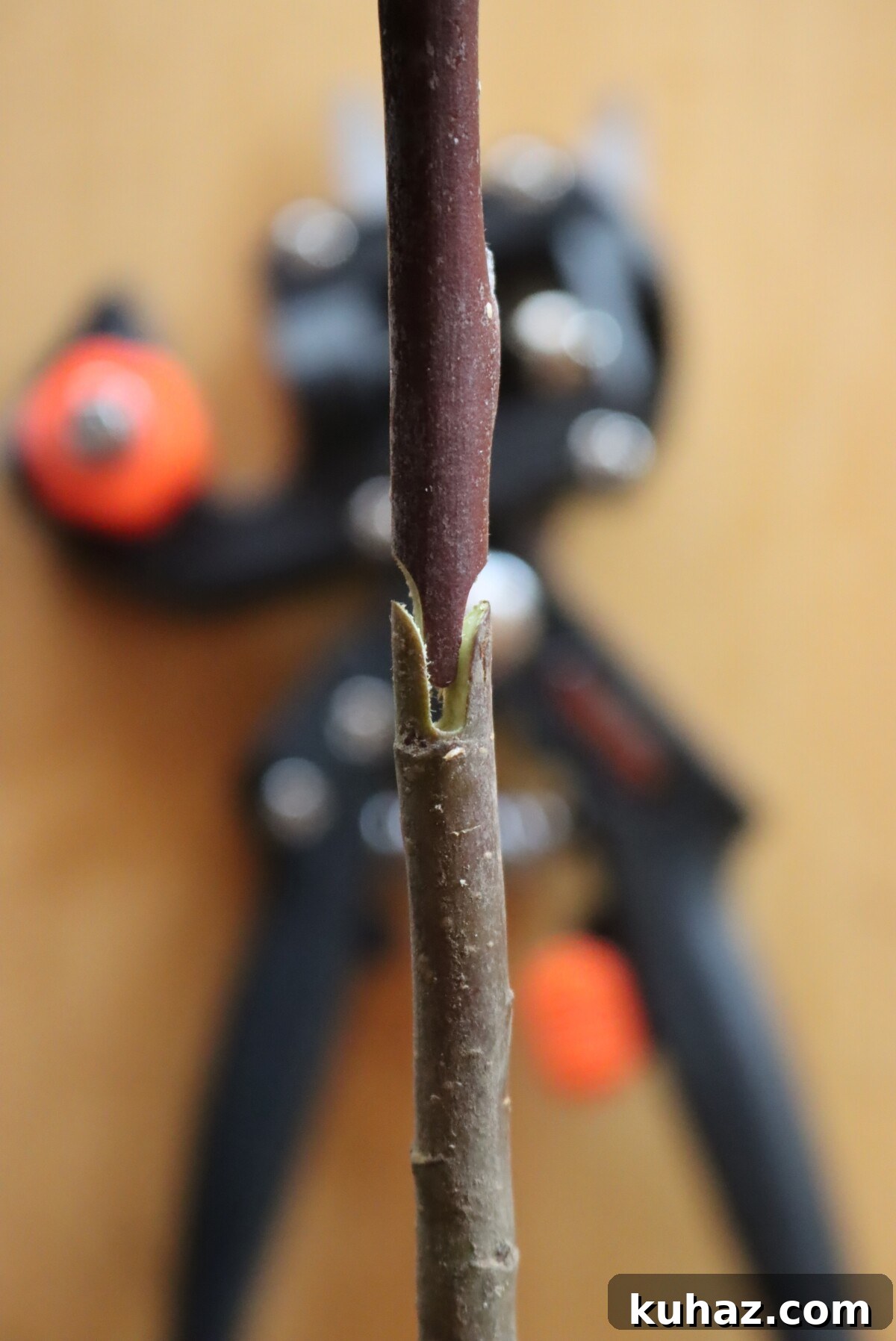 Fruit Tree Grafting: Step-by-Step Guide to Successful Grafts 4 Matching scion wood to rootstock with a cut made with grafting pruners