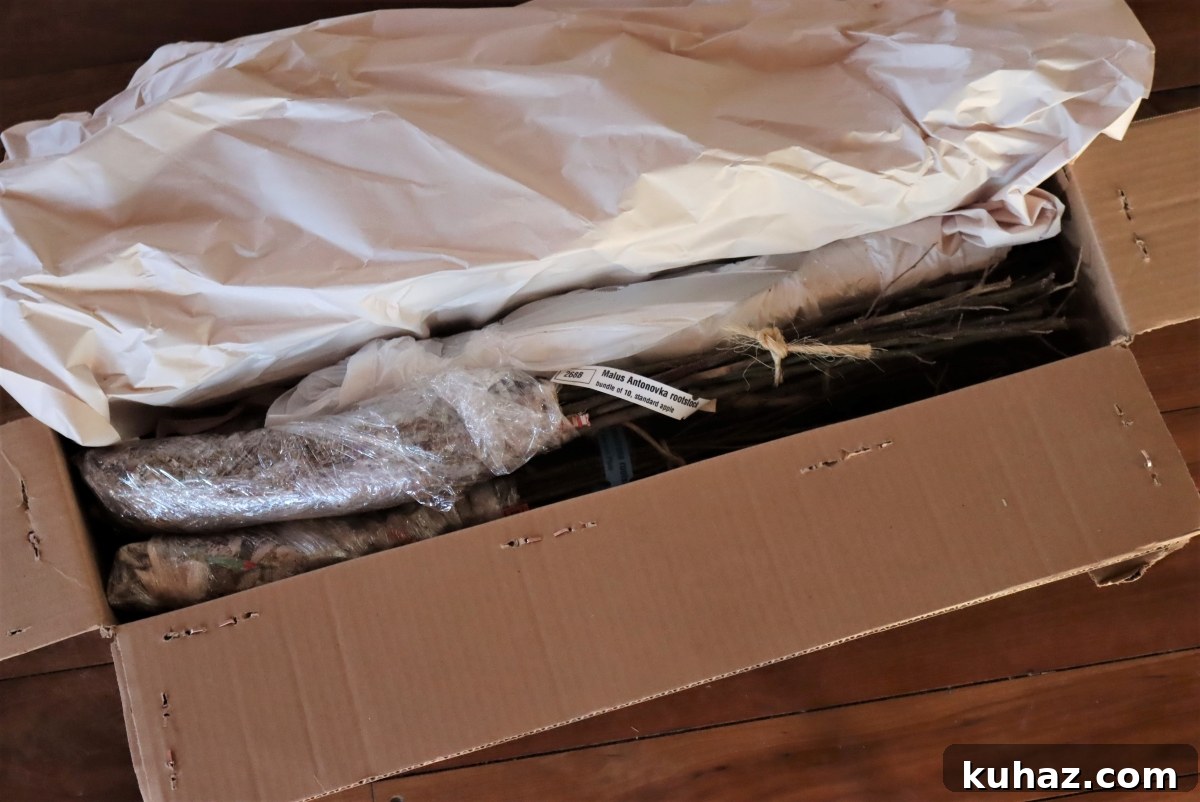 Fruit Tree Grafting: Step-by-Step Guide to Successful Grafts 5 A box of rootstock and scionwood shipped to my house in the early spring for grafting.