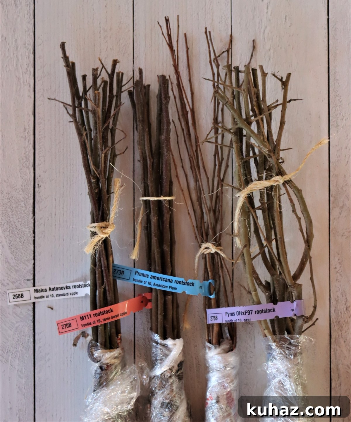 Fruit Tree Grafting: Step-by-Step Guide to Successful Grafts 6 Fruit Tree Rootstock