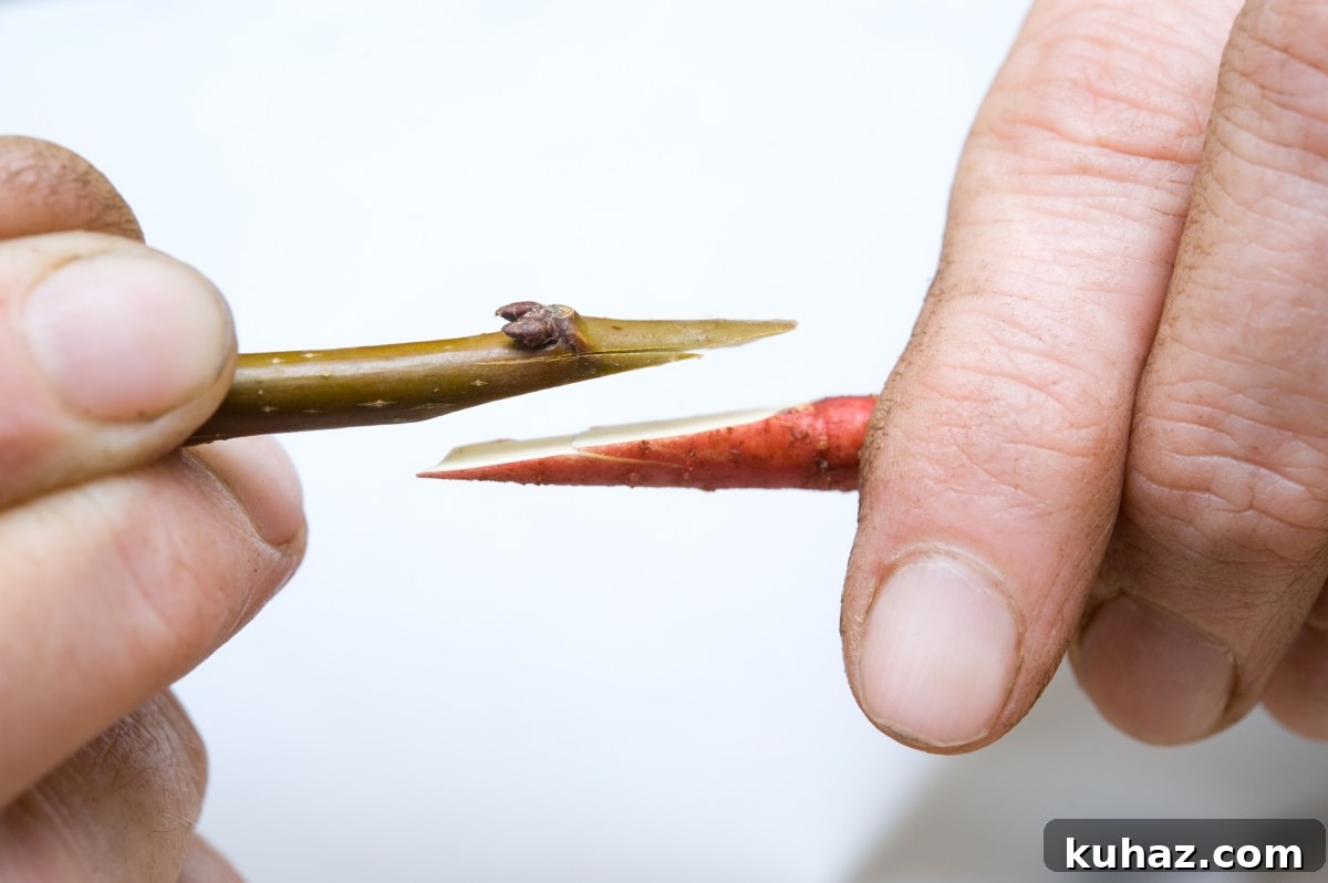 Fruit Tree Grafting: Step-by-Step Guide to Successful Grafts 7 Bench Grafting