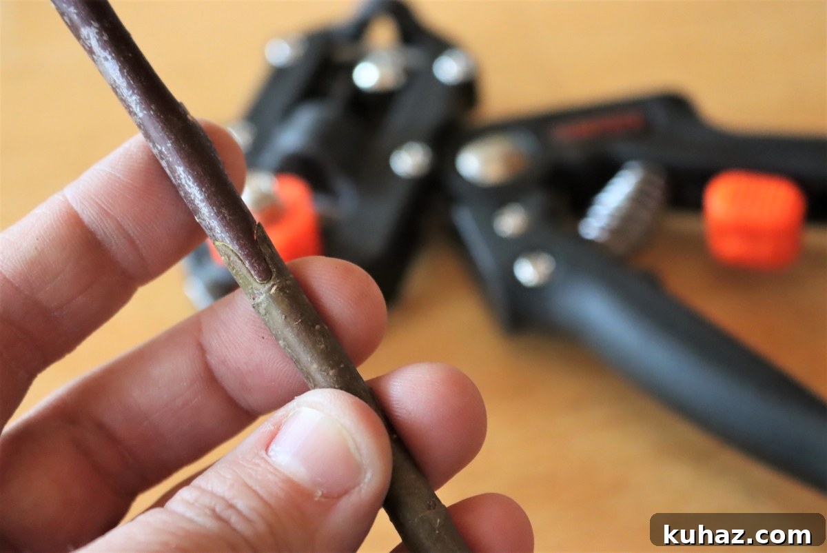 Fruit Tree Grafting: Step-by-Step Guide to Successful Grafts 8 Grafting Fruit Trees with Grafting Pruners