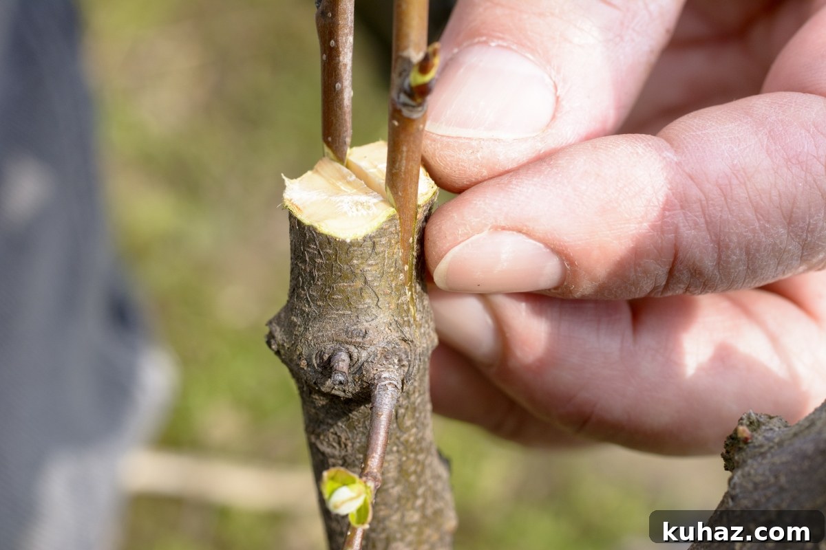 Fruit Tree Grafting: Step-by-Step Guide to Successful Grafts 9 Cleft Grafting, though a bit late in the season as you'll notice that the trees are already breaking bud.