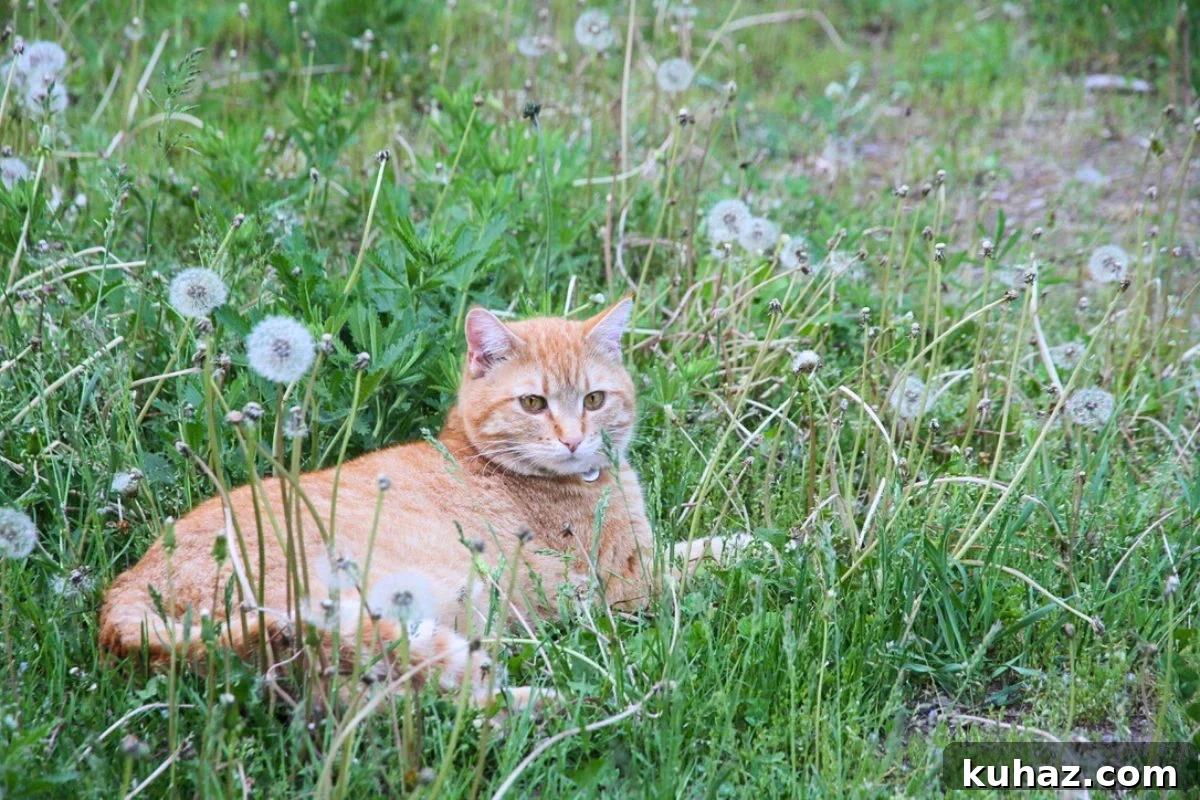 An orange farm cat lying in the cool grass with dandelion heads around him.
