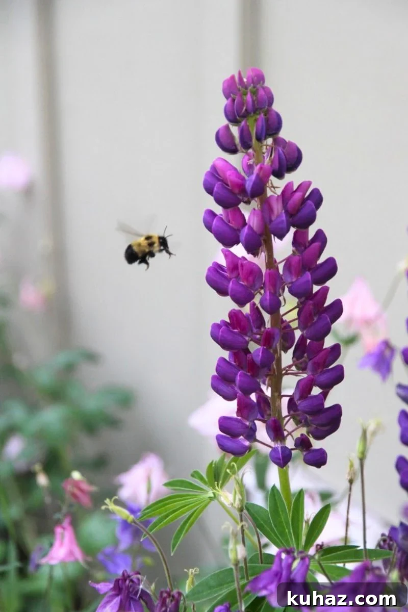 A purple lupine with a bumblebee flying in for pollen and nectar.