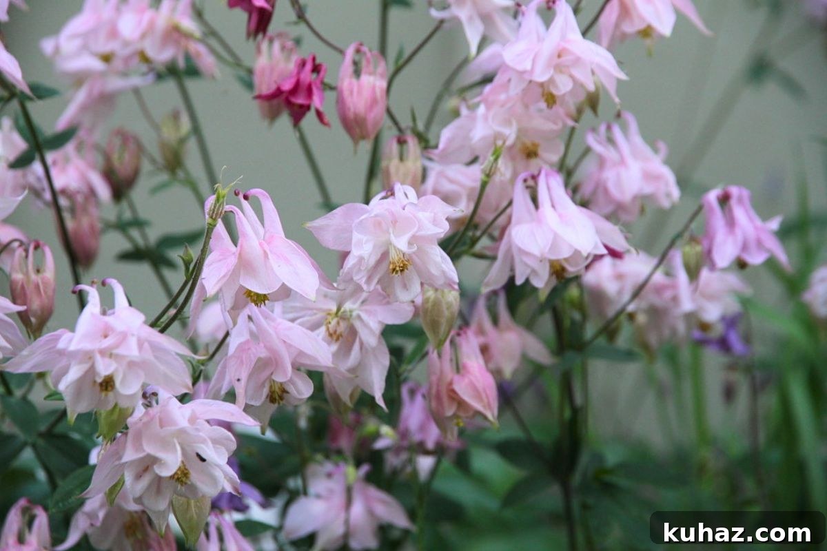 Sweet pink columbine flower bells hanging down with yellow stamen centers. 