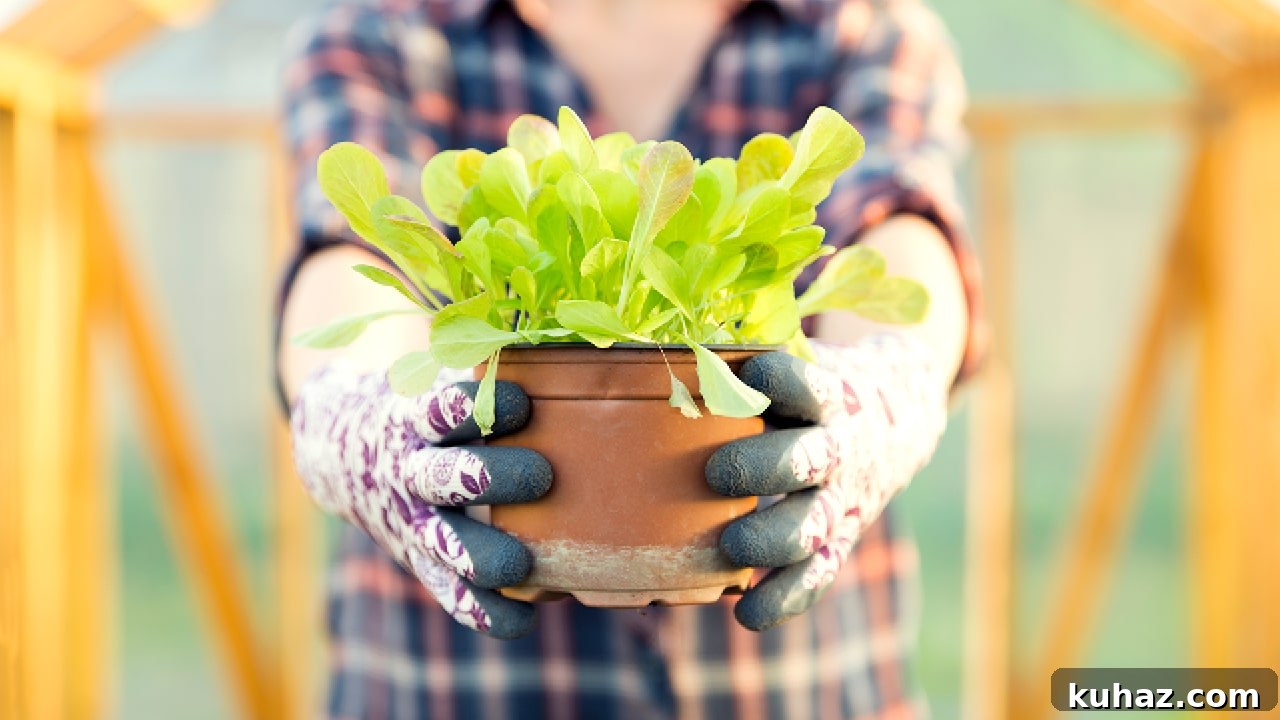 Start Growing Plants at Home: A Practical Guide 2 Grow something
