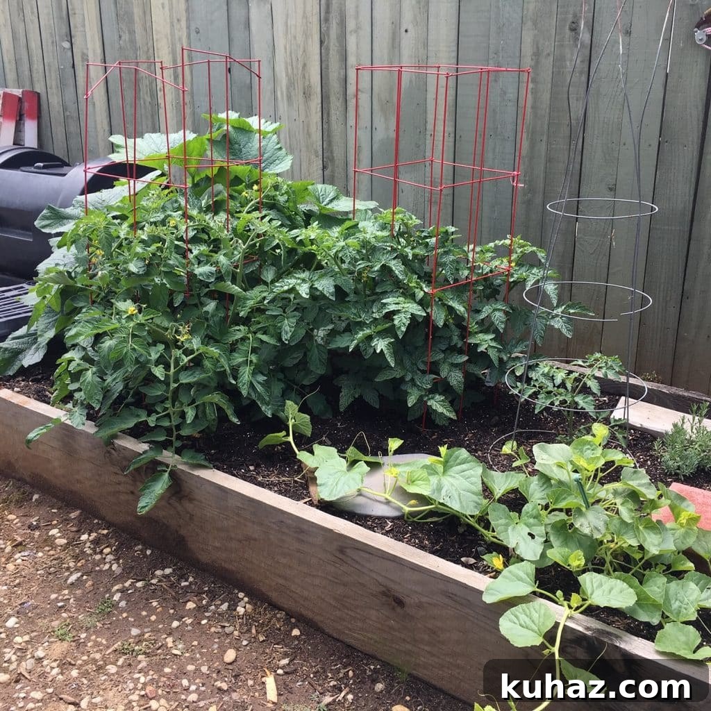 Start Growing Plants at Home: A Practical Guide 11 Patty Garden 1