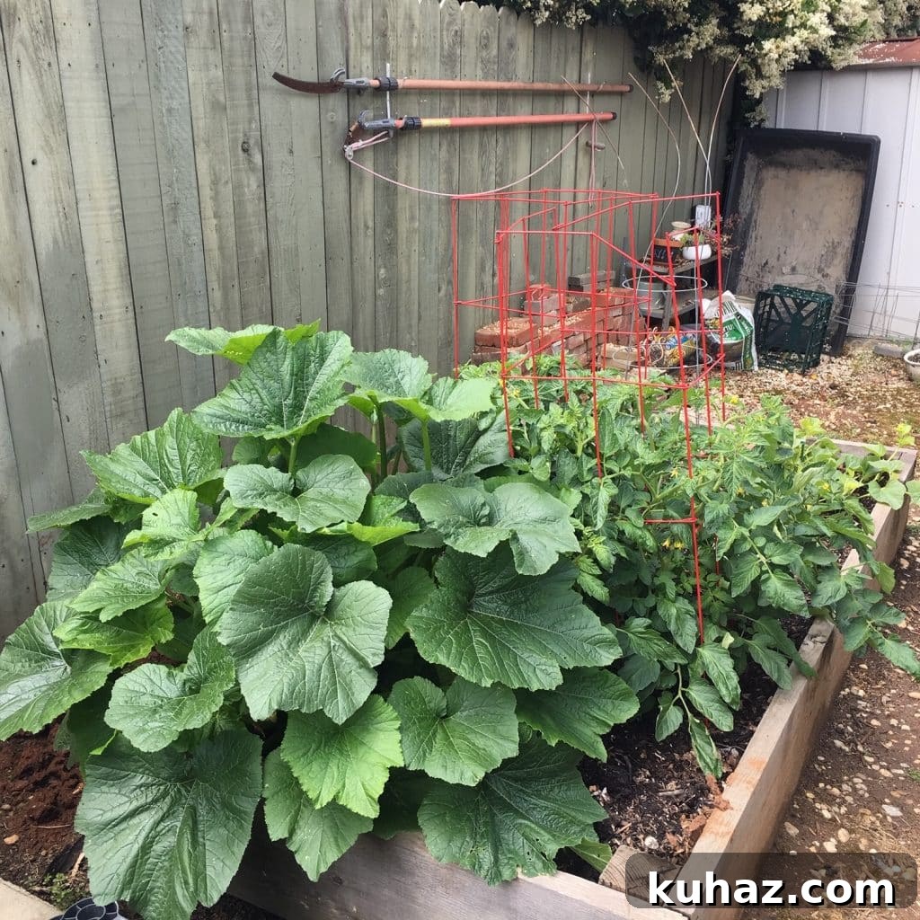 Start Growing Plants at Home: A Practical Guide 12 Patty Garden 2