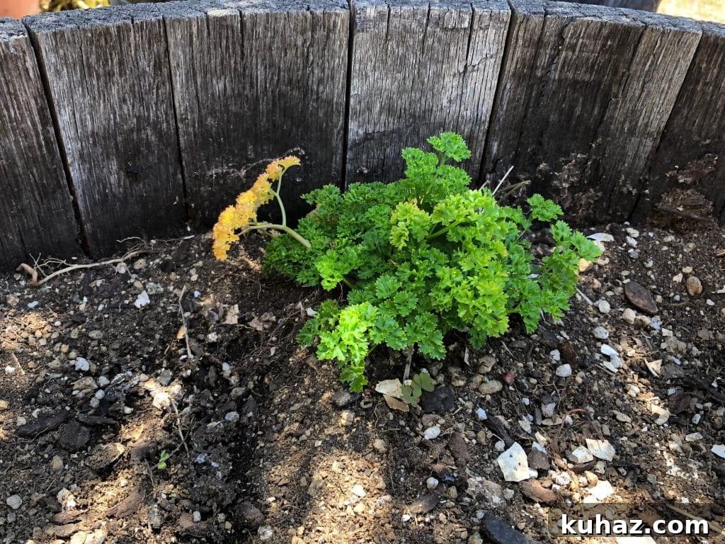 Start Growing Plants at Home: A Practical Guide 3 Parsley