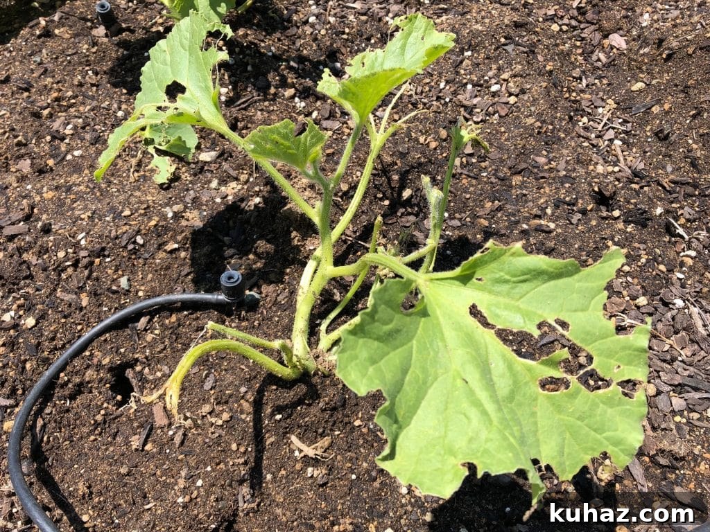 Start Growing Plants at Home: A Practical Guide 4 Honeydew