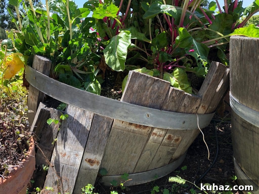 Start Growing Plants at Home: A Practical Guide 5 Chard