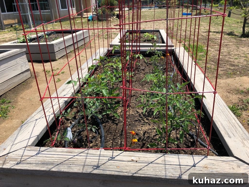 Start Growing Plants at Home: A Practical Guide 6 Tomatoes