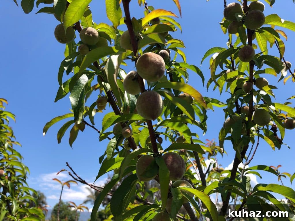 Start Growing Plants at Home: A Practical Guide 8 Peaches 2