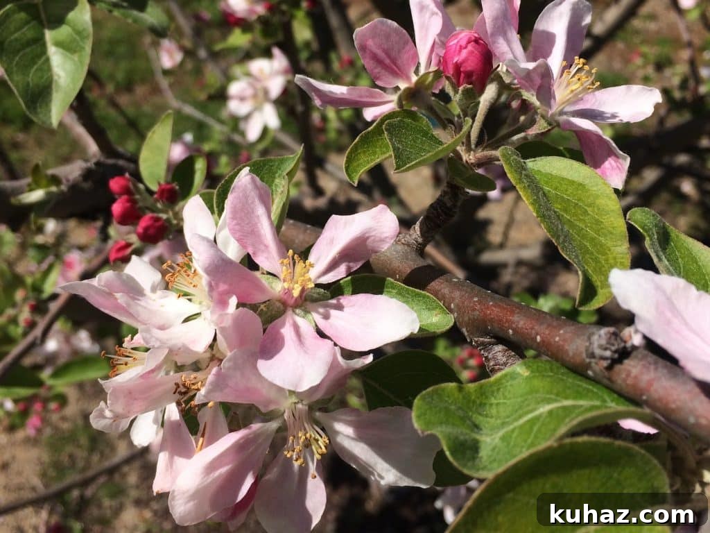 Start Growing Plants at Home: A Practical Guide 9 Apple 1
