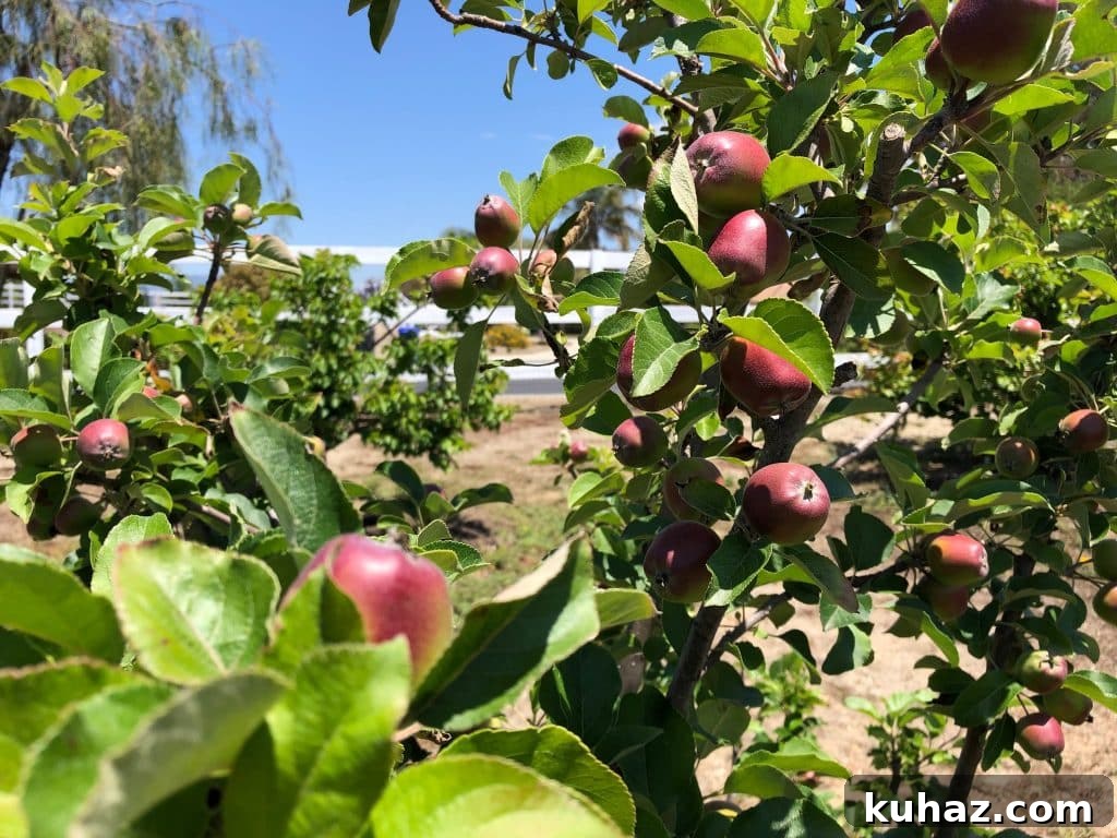 Start Growing Plants at Home: A Practical Guide 10 Apple 2