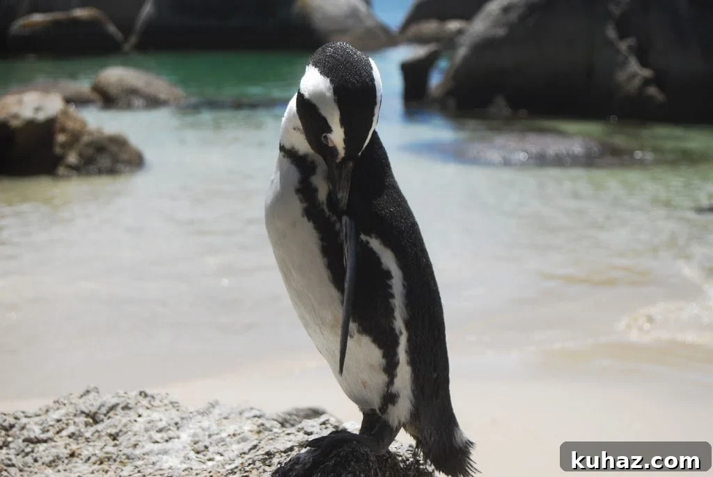 What U.S. 5th Graders Ask About South Africa 2 Penguins on a beach in Cape Town, South Africa