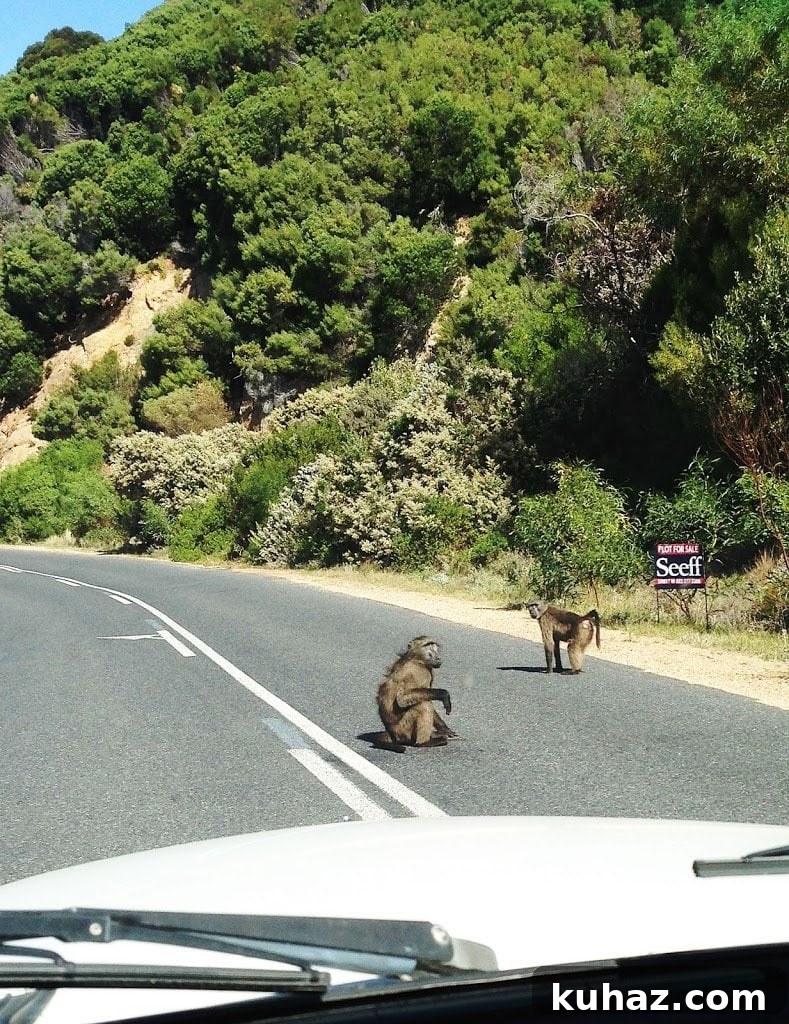 What U.S. 5th Graders Ask About South Africa 3 Baboons near a road in South Africa